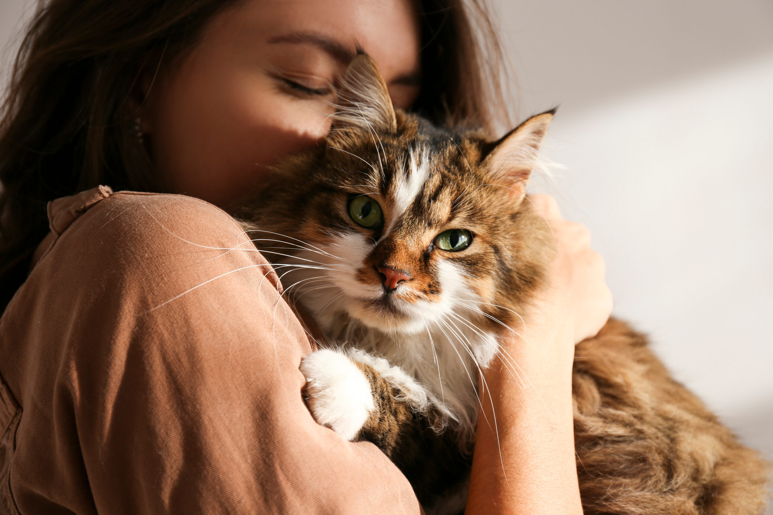 À partir d’une simple photo, cette IA vous indique si votre chat est en bonne santé !